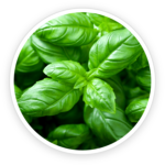 Holy Basil & Olive Leaves